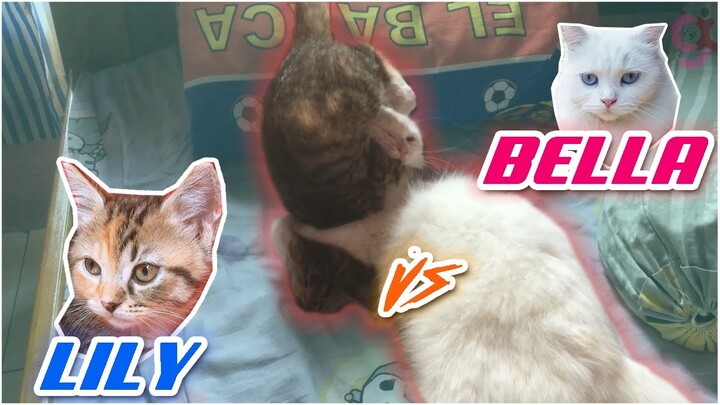 Wajib Nonton! Gulat Kucing. Antara Induk Vs Anak. Siapakah Yang Akan Menang??