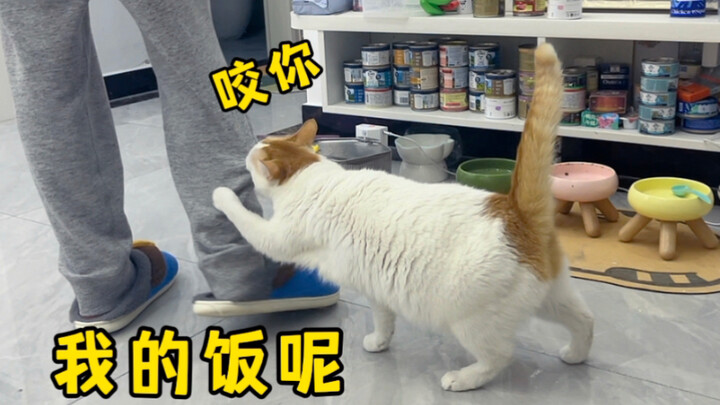 Mom’s in charge of stirring up trouble, and the cat’s busy biting Dad.