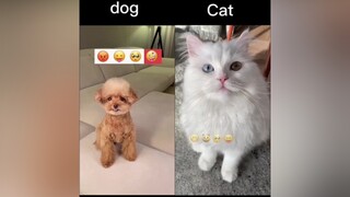 Pick your favourite in the comments. 🐕🐱 Don’t forget to follow ‘The Boss’. ❤️ fyp  foryoupage  foryou  tiktok  explorepage  explore  viral  trythis cutedog cutecat