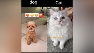 Pick your favourite in the comments. 🐕🐱 Don’t forget to follow ‘The Boss’. ❤️ fyp  foryoupage  foryou  tiktok  explorepage  explore  viral  trythis cutedog cutecat