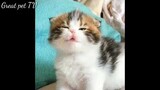 Kẹo sữa|| người ta dễ cưng bẩm sinh òi- cute little cat || Great pet TV