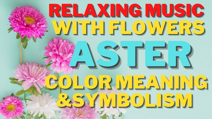 RELAXING MUSIC WITH BEAUTIFUL FLOWERS (ASTER COLOR AND SYMBOLISM)