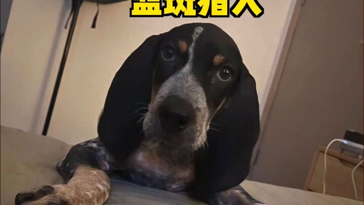 Ikut-ikutan berisiko, memelihara anjing perlu kehati-hatian