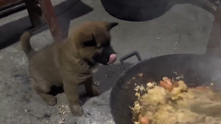 ลูกสุนัขพันธุ์พื้นเมืองตัวเล็กที่คุณปู่เพิ่งจับมาได้