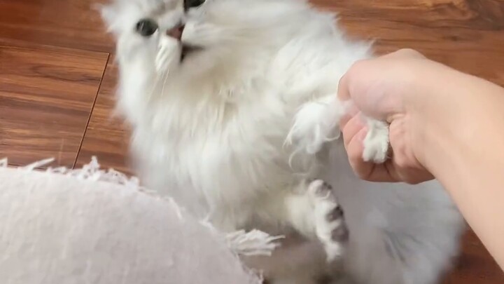 Bagaimana cara mengajari kucing untuk tidak menggaruk sofa?