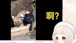 日本萝莉看《没有小狗能抵抗得了嘬嘬嘬的诱惑》被萌化了