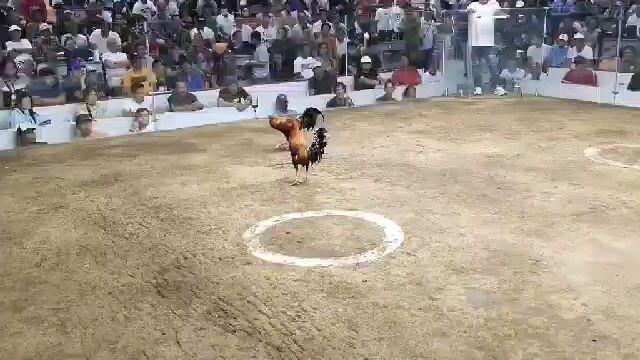 b gran gf. 6 cock champion.5 points