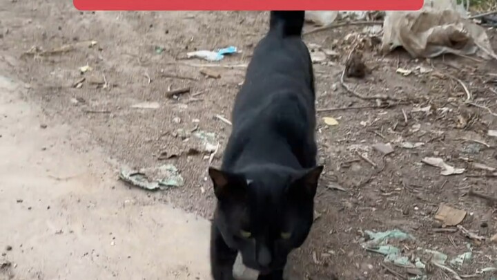 Picked up a cat on the road that keeps meowing