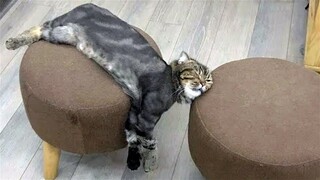 Funniest Animals Videos 2023 😹 Try Not To Laugh Funny Dogs And Cat 😁