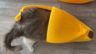 A cat who insists on buying XL for everything