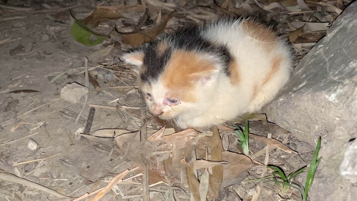 Induk Kucing: Pergi Aja Sama Mereka