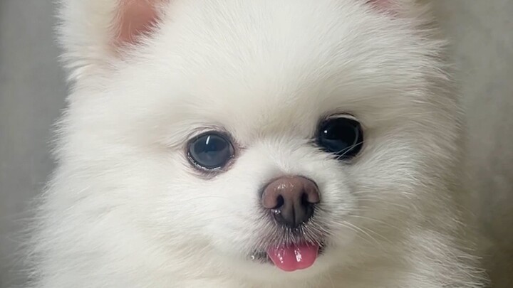Anak anjing juga punya dua wajah~