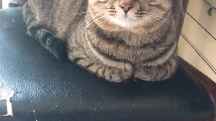 Never give this to your cat, give it a try.