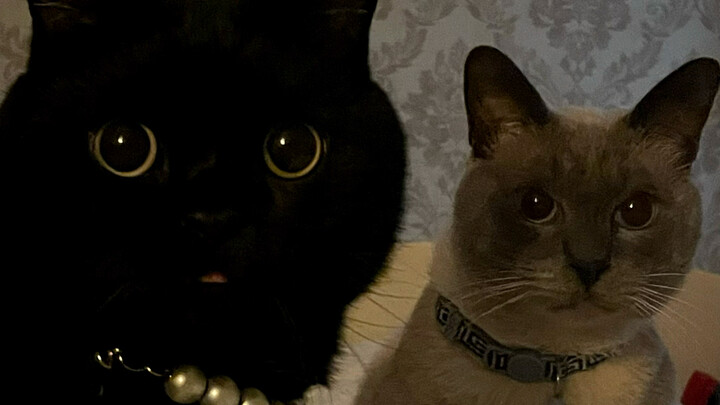 عمال الفحم وفحمهم