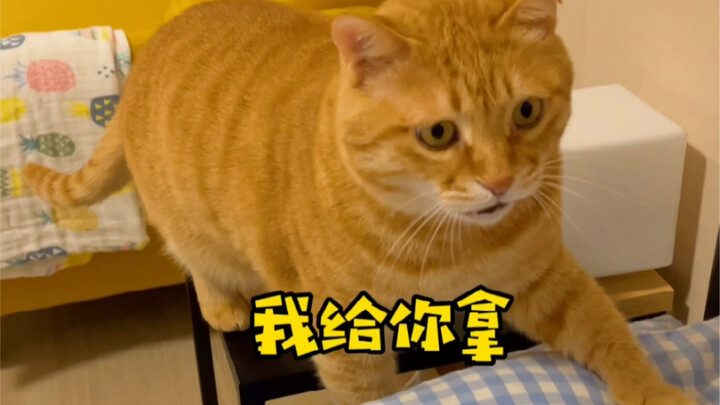 The countlessth day of worrying the cat…