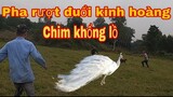 Cả Team Săn Bắt Ẩm Thực Vùng Cao   Rượt Đuổi Chim Khổng Lồ|Đại 87