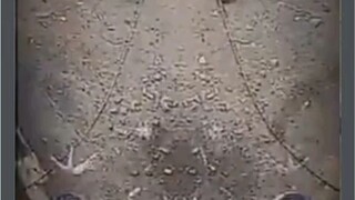 funny animals moment 😅