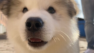 The fluffy Alaskan Malamute puppy picked for customer, it is so cute