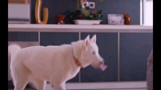 小狗似乎意识到什么，他朝着主人大叫