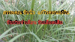 ไม่น่าเชื่อว่าผักแป้น สมุนไพรใกล้ครัว จะแก้โรคหนองใน ขับนิ่วฯ /โดยฮอยไทยอีสาน