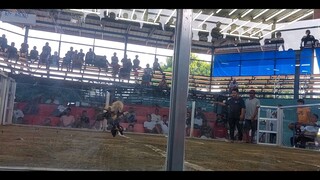 seven months gray nice one 16