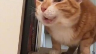 The Source of All Evil: Internet Celebrity Cats