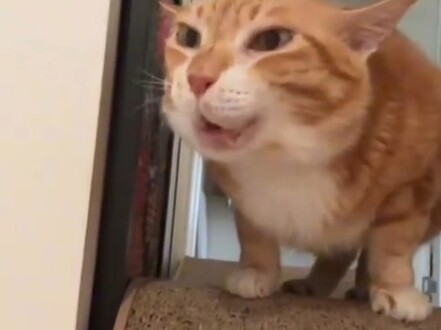 The Source of All Evil: Internet Celebrity Cats