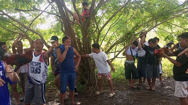 talo si bay