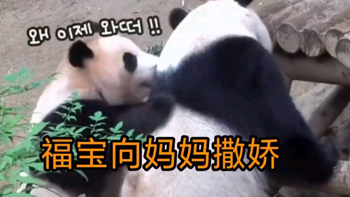 ใจละลายไปแล้ว! ฟู่เป่ากลับมาพบแม่ครั้งแรกหลังแยกออกมาอยู่เอง