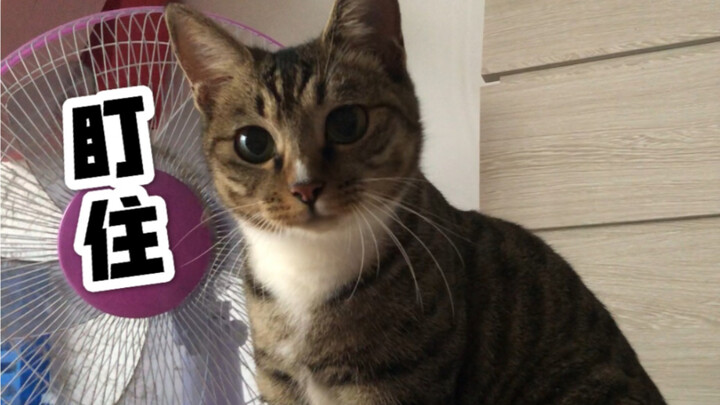 Cat: Please give my toy back! I saw it—you took it!!