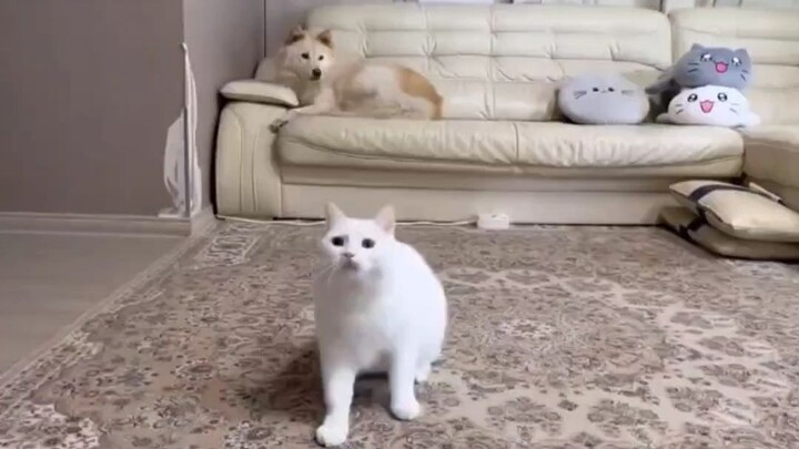 Trình diễn tuyệt chiêu của mèo con: nhào lộn ngược!