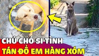 Chú chó 'SI TÌNH' quyết tâm tán đổ em hàng xóm nhưng lại bị 'TỪ CHỐI' phũ phàng 😂 | Gâu Đần