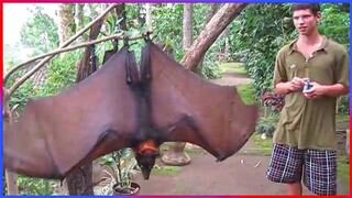 Damn Nature You Scary | Funny Scary Animal Encounters 😱 #5