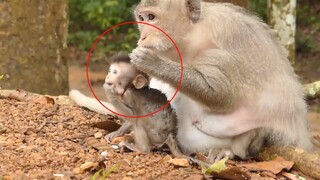 Same Style Eating Fruit Charlee & Charla, Thanks All Beloved Cameraman Always Bring Food For Monkey