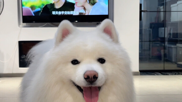 أحب حقًا هذه الربطة الوردية للشعر