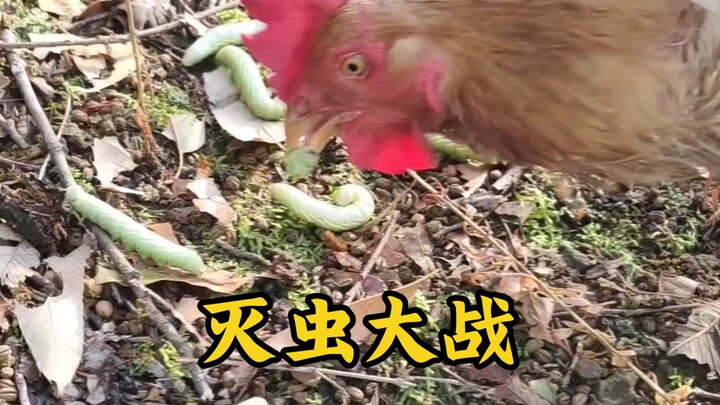 Mengasyikkan! Ayam betina diangkat menjadi jenderal besar, memimpin pasukan ke gunung untuk membasmi