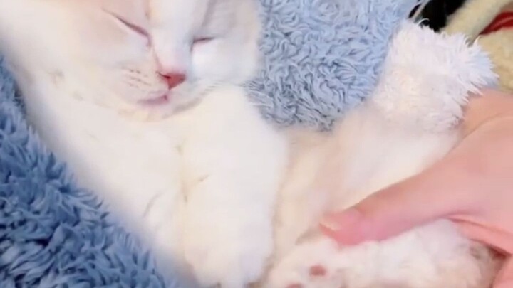 猫咪上床睡脏吗