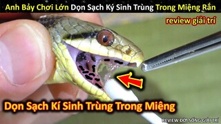 Anh Bảy Chơi Lớn Dọn Sạch Ký Sinh Trùng Trong Miệng Rắn || Review Giải Trí Đời Sống