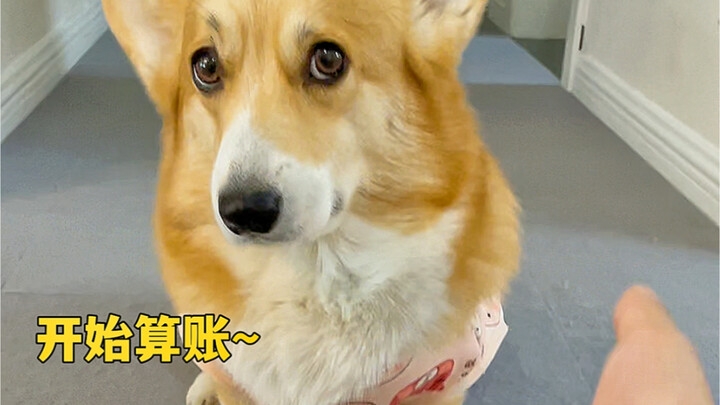 A single period costs the dog 40 sanitary pads…