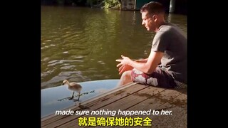 我从未见过如此粘人的鹅，甚至要求你帮它带娃