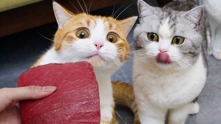 Make jerky for your cat, it’s so delicious that you’ll want to fight with it!
