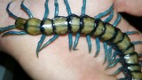 The blue baby centipede just molted