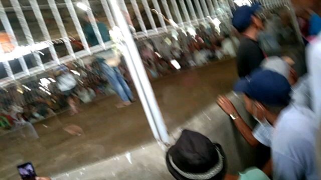 panalo wala side,, hatch grey x maclean