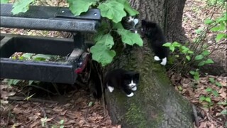 Cats are growing on the tree!