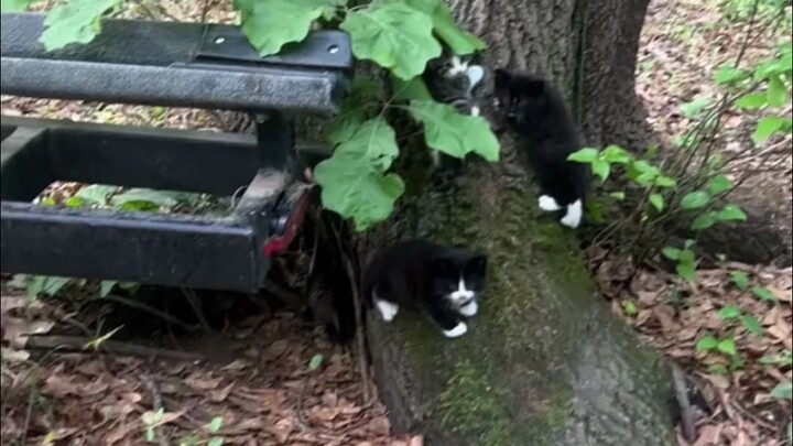 Ada kucing tumbuh di pohon