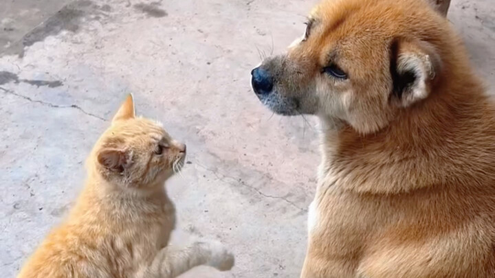 Bạn nói gì vậy? Tôi chẳng hiểu gì cả.