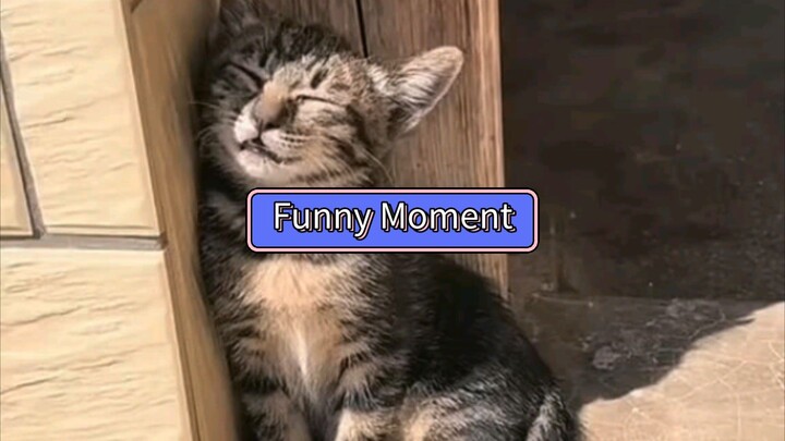 Funny Cat Moments... 🐱