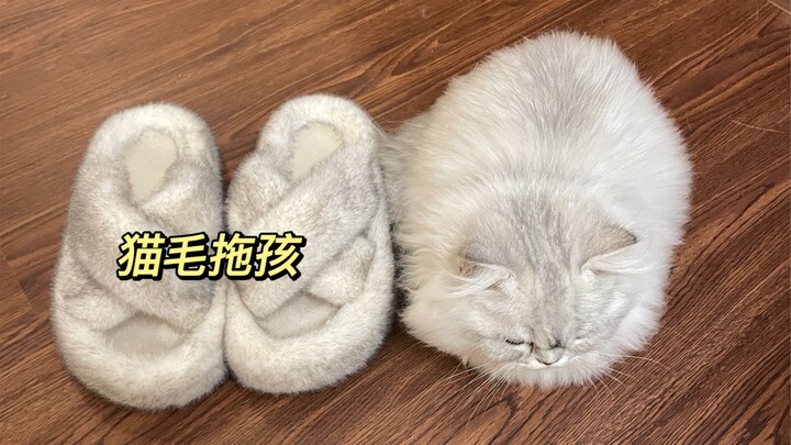 猫：你不会用我的毛做拖鞋了吧？