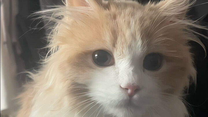 Mèo đang mày mò tìm hiểu quy tắc thì chợt nhớ ra chuyện từng bắt tay với tôi.