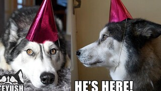 Husky จัดปาร์ตี้วันเกิดให้เพื่อนสนิท! ร้องเพลงสุขสันต์วันเกิดให้เขา!